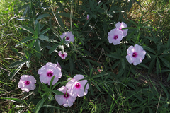 Ipomoea platensis