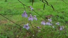 Ionopsis utricularioides