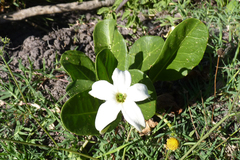 Jaborosa integrifolia