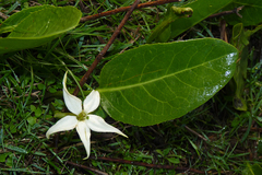 Jaborosa integrifolia