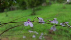 Ionopsis utricularioides