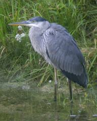 Ardea herodias herodias
