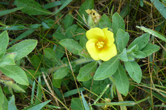 Ludwigia peploides montevidensis