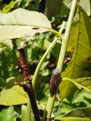 Homalodisca vitripennis