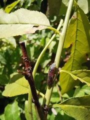 Homalodisca vitripennis