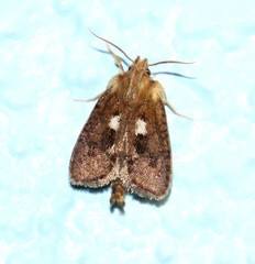 Acrolophus laminicornus