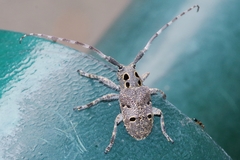 Mesosa curculionoides