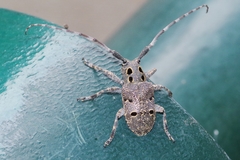 Mesosa curculionoides