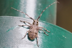 Mesosa curculionoides