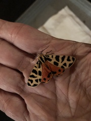 Apantesis incorrupta