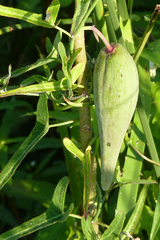Araujia angustifolia