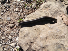 Orthoporus