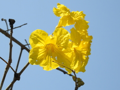 Handroanthus serratifolius