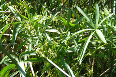 Cissus palmata