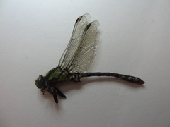 Ophiogomphus carolus