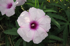 Ipomoea platensis