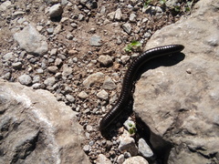 Orthoporus