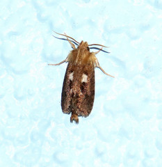 Acrolophus laminicornus