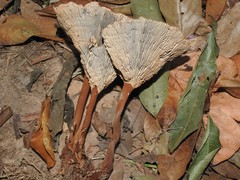 Stiptophyllum erubescens