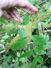Lonicera canadensis