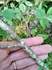 Lonicera canadensis