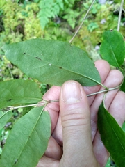 Lonicera canadensis