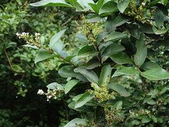 Ligustrum ovalifolium