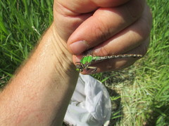 Ophiogomphus rupinsulensis