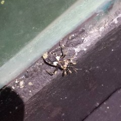 Acanthaspis tergemina