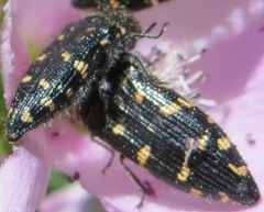 Acmaeodera knowltoni