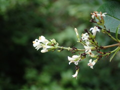 Ligustrum ovalifolium