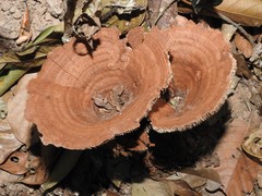 Stiptophyllum erubescens