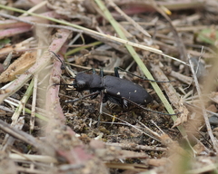 Cicindela longilabris