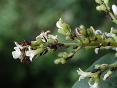 Ligustrum ovalifolium