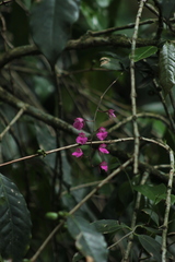 Comparettia falcata