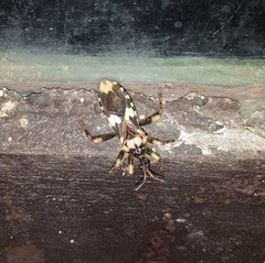 Acanthaspis tergemina