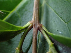 Ligustrum ovalifolium