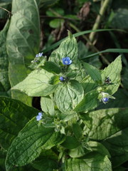 Pentaglottis sempervirens