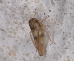 Agallia albidula