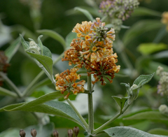 Buddleja weyeriana