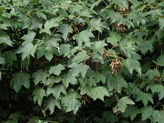 Acer pseudoplatanus