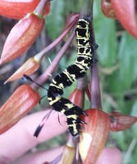 Tinolius eburneigutta