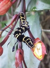 Tinolius eburneigutta