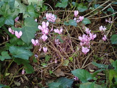 Cyclamen hederifolium