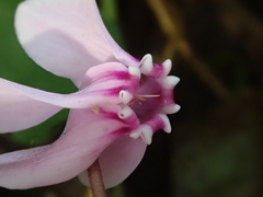 Cyclamen hederifolium