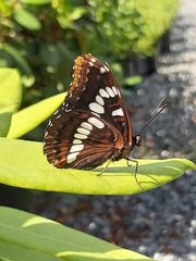 Limenitis lorquini