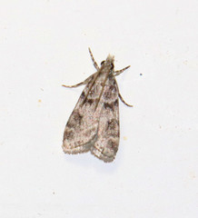 Scoparia palloralis