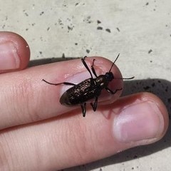 Strongylium bifoveolatum