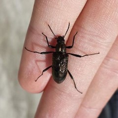 Strongylium bifoveolatum