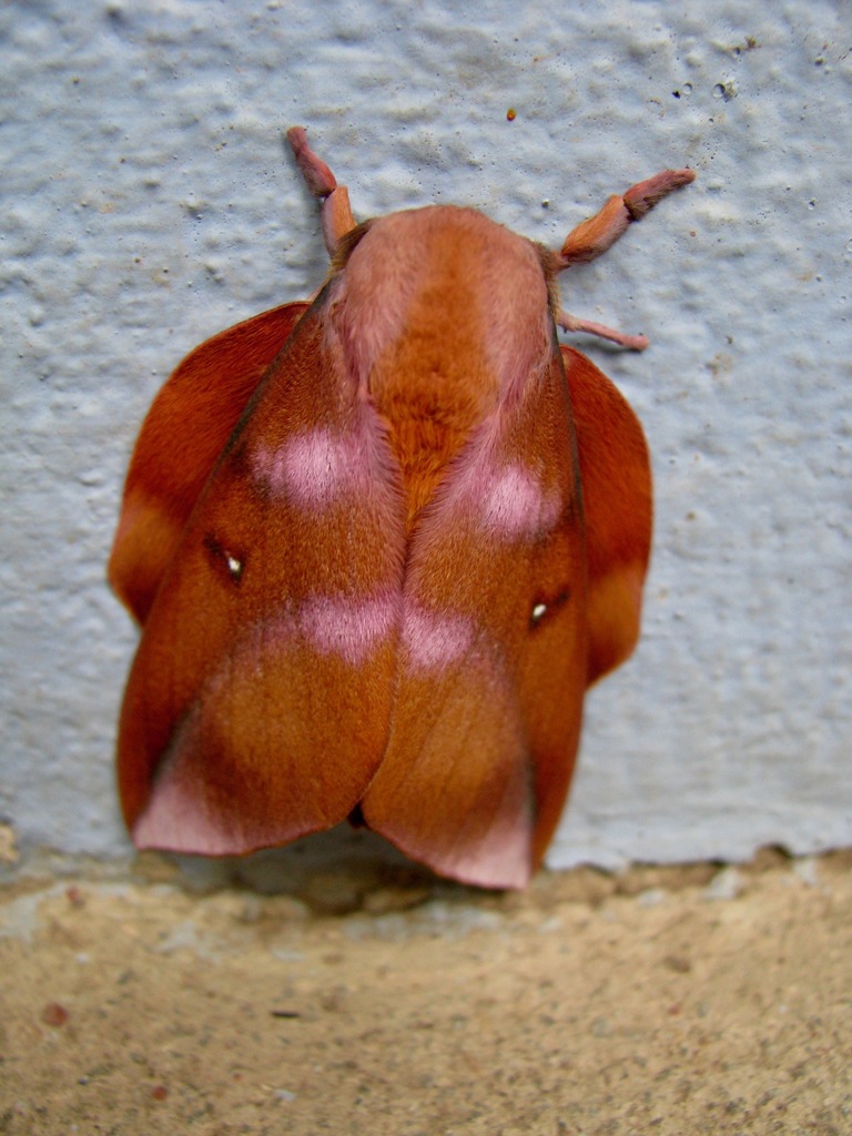 Othorene purpurascens